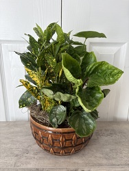 Ceramic Dish Garden 8 Inch from Aladdin's Floral in Idaho Falls